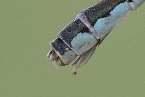 Conferma Enallagma cyathigerum... oops, Ischnura pumilio